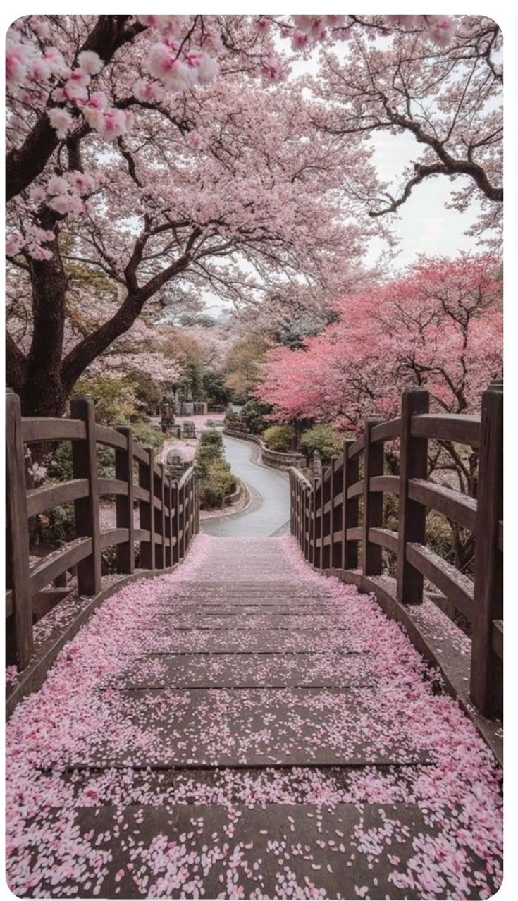 Cherry blossom season in Japan along a petal-covered path and wooden bridge